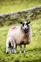 Soulby (Penrith), Longtown, Braithwaite, Kirkby Lonsdale, Routenbeck, Herdwick Sheep Oil Painting, Leasgill, Ullock Pike, Nateby, Herdy Sketches, Glenridding Dodd, Muncaster Fell, Gavel Fell, Herdwick Sheep Art, Herdy Wall Art, Herdwick, Dow Crag, Herdy Art, Warwick-on-Eden, Low Hesket, Herdy Ewe, Castle Crag, Hart Crag, Middle Dodd, Great Rigg, Herdwick Wall Art, Pike of Blisco, Herdwick Sheep Sketch, Lakeland Sheep, Bewaldeth,  Lake District, Cumbria.