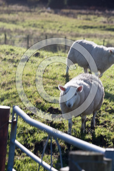 Lank Rigg Valley Lakeland Sheep