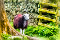 Cumdivock, Herdwick, Herdwick Sheep Oil Pastels, Great Gable, Herdwick Sheep Sketch, Wasdale Head, Newton Arlosh, Bannerdale Crags, Long Marton, Herdwick Sheep Prints, Fairfield, Hartsop, Plumpton (Penrith), Dent, Long Side, Pillar, Green Gable, Herdwick Ewe, Mungrisdale Common, Herdwick Drawings, Bonscale Pike, Storth, Uldale, Brockleymoor, Robinson, Herdies, Arkleby, Herdwick Sheep Oil Painting, Mixed-Media Herdwick Art, Raven Crag,  Lake District, Cumbria.