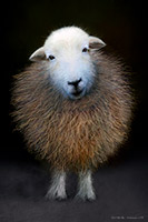 Dacre, Eamont Bridge, Hoff, Hartsop Dodd, Knock, Herdwick Sheep Art Studio, Lakeland Sheep, Herdwick Sheep Prints, Tebay, Long Side, Loughrigg Fell, Brim Fell, Beckermet, Knott Rigg, Hart Side, Warcop, Bothel, Herdy, Herdwick Sheep, Herdwick Sheep Oil Painting, Kirkhouse, Herdy Sheep Artist, Westnewton, Great Mell Fell, Elterwater, Rest Dodd,  Lake District, Cumbria.