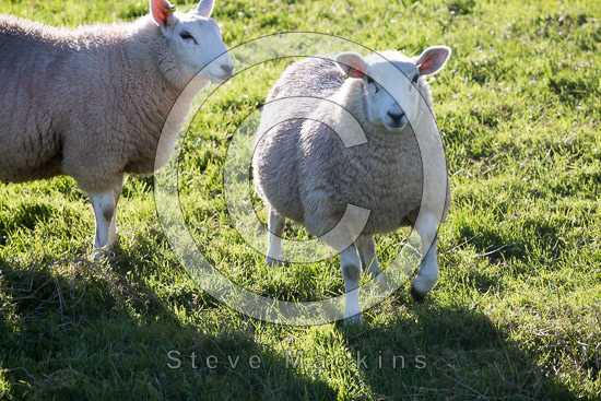 Crosby Garrett Field Lake district Sheep