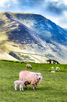 Isel, Herdy Sketches, Lakeland Sheep, Eamont Bridge, Lakeland Herdy Artworks, Sergeant Man, Sour Howes, Herdwick Sheep Oil Painting, Calf Crag, Hutton Roof, Herdwick Sheep Acrylic Paintings, Cleator, Wigton, Carrock Fell, Herdwick, Nethermost Pike, Sebergham, Wansfell, Wetherlam, Saint Sunday Crag, Buckbarrow, Arkleby, Mixed-Media Herdy Art, Herdy Ewe, Hensingham, Herdy Sketch, Herdwick Sheep Art, Elterwater, Birkhouse Moor, Melmerby, Herdy Wall Art,  Lake District, Cumbria.