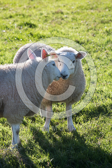 Longtown Valley Herdwick - Lakeland Photos - Art Prints Longtown Valley Herdwick
