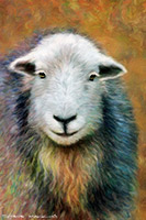 Herdwick Ewe, Illgill Head, Ainstable, Heversham, Brougham, Herdwick Sheep Oil Pastels, High Tove, Drumburgh, Herdwick Sheep Prints, Biggar, Herdwick Sheep Sketch, Dove Crag, Herdwick Art Studio, High Crag, Herdwick Sketches, Latrigg, Ulverston, Herdies, Yewbarrow, Herdwick Artwork, Gavel Fell, Bardsea, Kirk Fell, Hart Crag, Herdwick, Herdwick Art, Gilsland, Gray Crag, Sale Fell, Lowther, Allithwaite, Beda Fell, Herdwick Drawings,  Lake District, Cumbria.