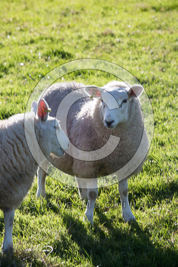 Scaleby Farm Lake district Sheep