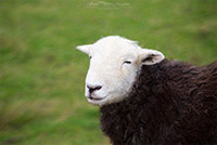 Bowscale Fell, Swarthmoor, Herdwick Art, Glenridding, Mellbreak, Latrigg, Herdwick Sheep Acrylic Painting, Newbiggin-on-Lune, Knott Rigg, Skiddaw Little Man, Roosebeck, Raven Crag, Black Combe, Bolton, Herdwick Sketches, Herdwick Sheep, Bakestall, Tarn Crag (Far Eastern Fells), Skirwith, Thornthwaite, Herdwick Company, Rottington, Holme, Nethermost Pike, Herdwick Sketch, Hart Crag, Spark Bridge, Herdies, Hincaster, Herdwick,  Lake District, Cumbria.
