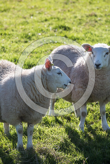 Skiddaw Little Man Valley Lakeland Sheep