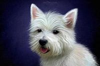 Croglin, Bampton Grange, Herdy Art, Hoff, Winton, Crinkle Crags, Herdy Sheep Artist, Glenridding Dodd, Kirk Fell, Grike, Herdy Wall Art, Herdwick, Herdwick Sheep Sketch, Herdy Sketches, Satterthwaite, Helton, Herdwick Artwork, Brockleymoor, Low Fell, Froswick, Barrow, Herdwick Drawings, Baycliff, Seat Sandal, Herdwick Sheep Oil Pastels, Herdwick Sheep Oil Painting, Herdwick Wall Art,  Lake District, Cumbria.