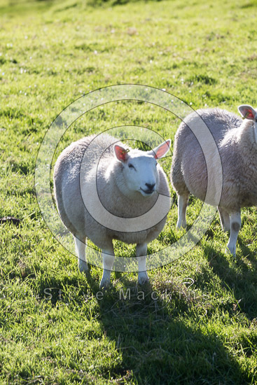 Whitfell Herdwick Sheep