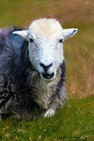 Herdy Art, Herdwick Sheep Art Studio, Askham, Herdwick, Troutbeck Tongue, Torver, Great Dodd, Cold Pike, Cumwhinton, Birker Fell, Grisedale Pike, Herdwick Sheep Oil Painting, Herdwick Sheep Art, Wether Hill, Esk Pike, Langwathby, Herdwick Sheep Sketch, Yewbarrow, Watermillock, Herdy Wall Art, Lakeland Herdy Artworks, Lakeland Sheep, Bromfield, Glenridding Dodd, Great Corby, Herdwick Drawings, Haverthwaite, Herdwick Sheep Prints, Helm Crag, Long Side, Ulpha,  Lake District, Cumbria.