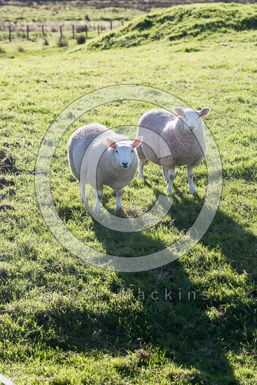 Cumdivock Field Lakeland Sheep - Lakeland Photos - Art Prints Cumdivock Field Lakeland Sheep