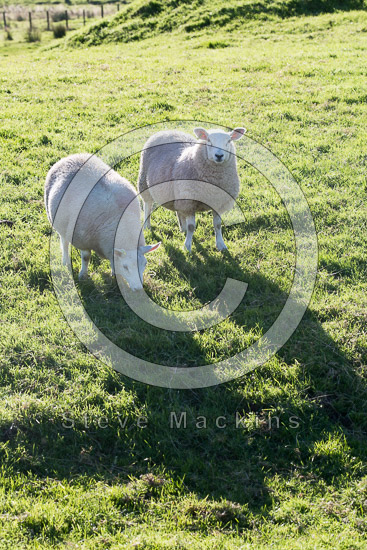 Carrock Fell Farm Herdwick