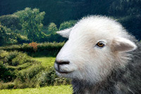 Herdwick, Herdy Sheep Artist, Pike of Blisco, Barf, Fellbarrow, Herdwick Drawings, Near Sawrey, Black Combe, Harrison Stickle, Egremont, Threlkeld, Wiggonby, Coniston, Herdwick Sheep, Herdwick Sheep Oil Painting, Long Marton, Black Fell, Buckbarrow, Swirl How, Gilcrux, Sallows, Holme, Herdwick Sheep Art Studio, St. Bees, Herdies, Herdwick Sheep Art, Killington, Herdwick Sheep Sketch, Herdy Sketch, Pavey Ark, Harter Fell, Eskdale,  Lake District, Cumbria.