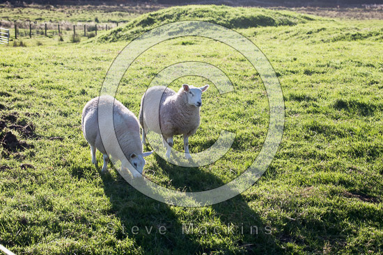 Old Hutton Valley Herdwick