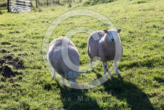 Catbells Field Herdwick - Lakeland Photos - Art Prints Catbells Field Herdwick