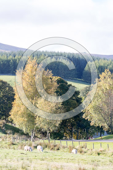 Oxenholme Valley Lake district Sheep