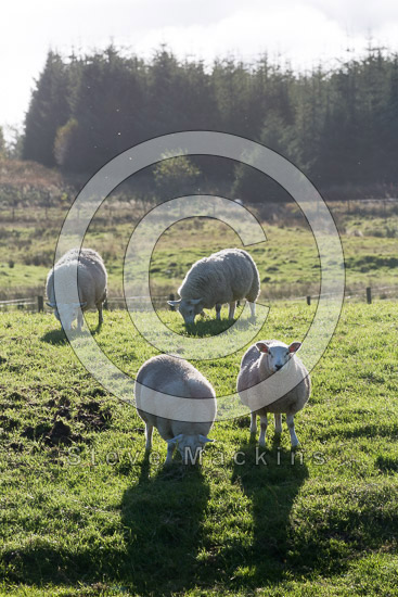 Ulpha Field Lakeland Sheep - Lakeland Photos - Art Prints Ulpha Field Lakeland Sheep