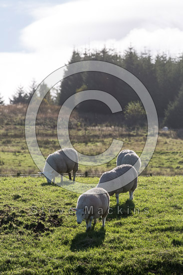 Ayside Farm Lake district Sheep - Lakeland Photos - Art Prints Ayside Farm Lake district Sheep