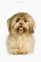 Renwick, High Newton, Robinson, Herdwick Sheep Acrylic Paintings, Herdy Wall Art, Carl Side, Herdwick Artwork, Sale Fell, Herdies, Bowscale, Caldbeck, Great Borne, Ings, Herdwick, Herdy Sheep Artist, Herdy, Herdy Ewe, Old Town, Hartsop Dodd, Lakeland Sheep, Cotehill, Branthwaite (Workington), Anthorn, Place Fell, Hard Knott, Lowthwaite Fell,  Lake District, Cumbria.