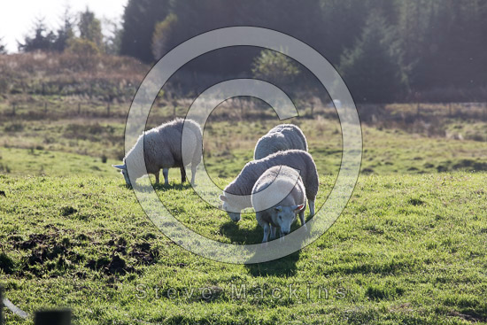 Blencarn Field Lake district Sheep - Lakeland Photos - Art Prints Blencarn Field Lake district Sheep