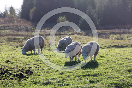 Clappersgate Valley Herdwick Sheep - Lakeland Photos - Art Prints Clappersgate Valley Herdwick Sheep