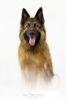 Herdwick Sheep Oil Pastels, Baycliff, Harter Fell, Eskdale, Rosthwaite Fell, Blawith, Distington, Herdwick Sheep Prints, Herdwick Art, Calder Bridge, Far Arnside, High Seat, Whicham, Biggar, Mixed-Media Herdwick Art, Herdwick Sheep Acrylic Painting, Herdwick Sheep, Skelwith Bridge, Long Marton, Holme St. Cuthbert, Pike of Blisco, Morland, Herdwick Art Studio, Renwick, Lakeland Sheep, Lingmoor Fell, Herdies, Green Crag, Herdwick Sheep Art, Eel Crag (Crag Hill), Herdwick Sheep Oil Painting, Herdwick Ewe,  Lake District, Cumbria.