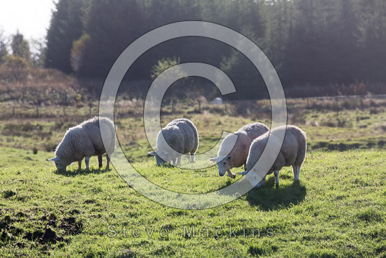 Lazonby Valley Lakeland Sheep - Lakeland Photos - Art Prints Lazonby Valley Lakeland Sheep