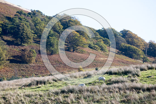 Knott Rigg Farm Herdwick Sheep