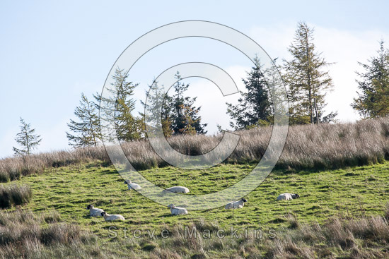 Lakeland Lakeland Sheep - Lakeland Photos - Art Prints Lakeland Lakeland Sheep