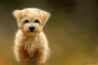 Bowscale Fell, Bakestall, Herdwick Sheep Oil Pastels, Herdy Art, Hallin Fell, Herdwick Sheep Oil Painting, Herdy Wall Art, Mungrisdale, Grinsdale, Dove Crag, Nether Wasdale, Herdwick, Skirwith, Walla Crag, Drigg, Grange (Keswick), Herdies, Herdwick Wall Art, Herdy Sketches, Ponsonby, Herdwick Sheep Art Studio, Kirkbampton, Brown Pike, Herdy Ewe, Seatallan, Great Calva, Lowther,  Lake District, Cumbria.