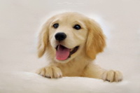 Keswick, Portinscale, Great Gable, Kirkland (Penrith), Blake Fell, Herdy Ewe, Herdwick Sheep Sketch, Cartmel Fell, Urswick Great and Little, Herdy Wall Art, Herdy Art, Ard Crags, Herdwick Sheep Oil Painting, Blencarn, Herdwick, Croglin, Great End, Ullscarf, Branstree, Shap, Catbells, Ulpha, Hoff, Arnison Crag, Herdwick Sheep Prints, Waterhead, Oxenholme,  Lake District, Cumbria.