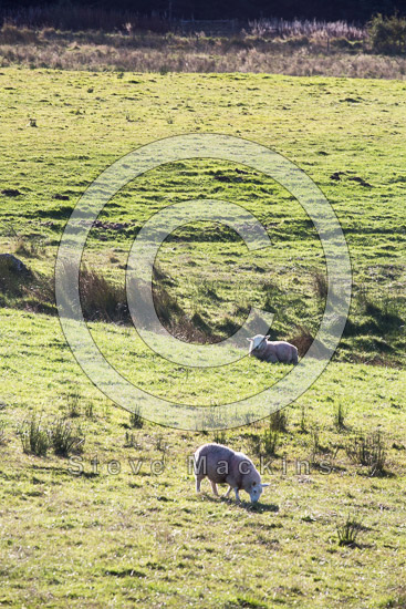 Crosby (Maryport) Herdwick Sheep