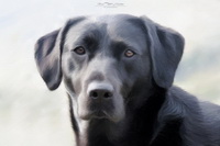 Herdy Sketch, Esk Pike, Troutbeck Tongue, Herdwick, Herdwick, Latrigg, Herdy Sheep Artist, Herdwick Sheep Oil Pastels, Seascale, Green Crag, Mungrisdale, Lindal in Furness, Greysouthen, Blencow, Herdy, Kidsty Pike, Herdwick Sheep Art, Applethwaite, Herdwick Sheep Prints, Herdwick Sheep Sketch, Glenridding, Aikton, Casterton, Brandreth, Brim Fell, Whitfell, Lakeland Sheep, Crook,  Lake District, Cumbria.