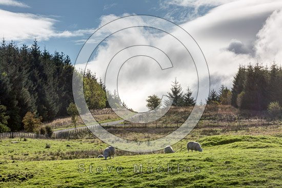 Whin Rigg Field Lake district Sheep - Lakeland Photos - Art Prints Whin Rigg Field Lake district Sheep