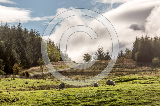 Bampton Field Lake district Sheep - Lakeland Photos - Art Prints Bampton Field Lake district Sheep