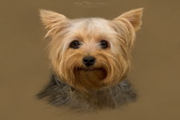 Bonscale Pike, Ard Crags, Orton, Blawith, Chapel Stile, Herdy, Herdy Sketch, The Nab, Herdwick Sheep, Herdwick Sheep Sketch, Hesket Newmarket, Holme Fell, Herdwick, Herdy Ewe, Beckermet, Rest Dodd, Herdwick Artwork, Herdwick Sheep Acrylic Paintings, Herdwick Sheep Prints, Pavey Ark, Great Calva, Cumwhitton, High Street, Great Borne, Pooley Bridge, Threlkeld, Dodd,  Lake District, Cumbria.