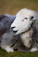 Herdy Sketches, Herdwick Sheep Acrylic Paintings, Whitbeck, St. Bees, Cleator, Mixed-Media Herdy Art, Lakeland Herdy Artworks, Black Combe, Ireby, Herdwick Sheep, Bowscale Fell, Bootle, Blake Fell, Little Mell Fell, Herdies, Tarn Crag (Easedale), Carl Side, Herdwick, Silloth, Herdy, Steel Fell, Binsey, Herdy Ewe, Armathwaite, Causey Pike, Ard Crags, Herdy Sketch, Great Crag, Bolton, Herdwick Artwork, Great Ormside, Milburn,  Lake District, Cumbria.