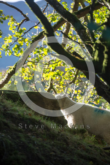 Boustead Hill Farm Herdwick