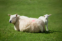 Herdwick, Great Asby, Lakeland Sheep, Herdwick, Old Town, Herdwick Sheep Oil Painting, Herdwick Sheep Oil Painting, Newton Arlosh, Fairfield, Meal Fell, Soulby (Penrith), Dearham, Bannerdale Crags, Newbiggin-on-Lune, Herdwick Artwork, Sail, Herdwick Sheep, Skiddaw Little Man, Helm Crag, Silloth, Cartmel, Herdwick Sheep Prints, Herdy Sketch, Herdwick Sheep Art Studio, Monkhill, Lingmell, Ulpha, Swarthmoor, Bolton, Crag Fell, Grey Knotts, Mixed-Media Herdy Art,  Lake District, Cumbria.