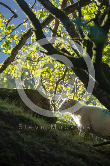Brandreth Farm Herdwick Sheep