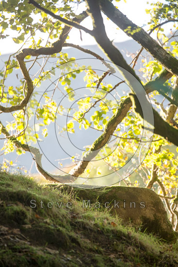 Kirkcambeck Lakeland Sheep - Lakeland Photos - Art Prints Kirkcambeck Lakeland Sheep