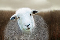 Mixed-Media Herdy Art, Herdy Ewe, Wansfell, Great Asby, Bleaberry Fell, Cartmel, Crosby (Maryport), Grasmoor, Hartsop, Storth, Herdy Wall Art, Carl Side, Lakeland Herdy Artworks, Herdies, Eskdale Green, High Bankhill, Great Crosthwaite, Kirkby Thore, Dent, Armboth Fell, Pike of Stickle, Herdy Sketches, Kendal, Clappersgate, Great Mell Fell, Backbarrow, Herdwick Wall Art, Herdwick Sheep Oil Pastels, Harrison Stickle, Grange Fell, Herdy Sketch, Herdy Sheep Artist, Loft Crag,  Lake District, Cumbria.