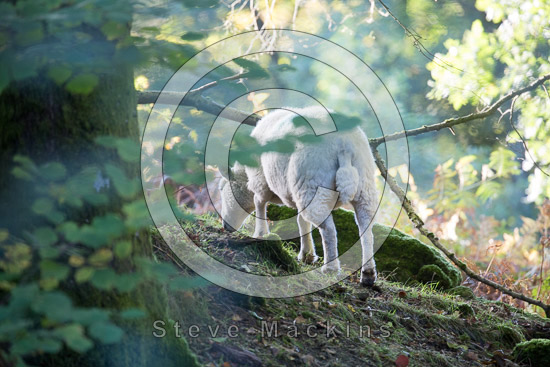 Catstycam Lake district Sheep - Lakeland Photos - Art Prints Catstycam Lake district Sheep