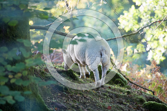 Burnbank Fell Field Lake district Sheep