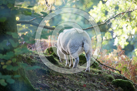 Witherslack Lake district Sheep - Lakeland Photos - Art Prints Witherslack Lake district Sheep