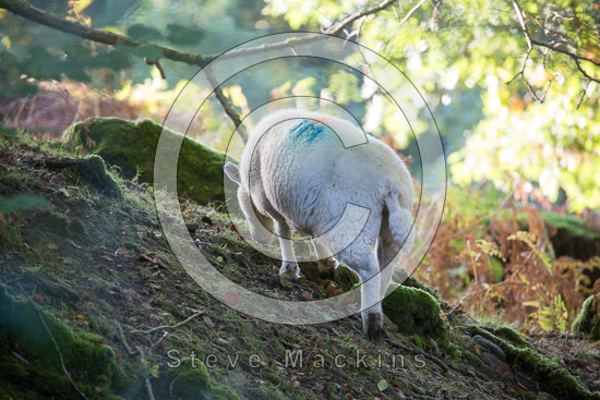 Greendale Valley Lake district Sheep