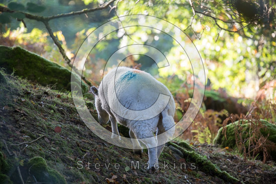 High Tove Field Herdwick Sheep - Lakeland Photos - Art Prints High Tove Field Herdwick Sheep