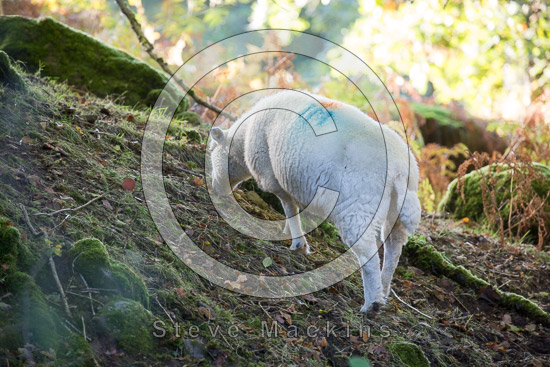 Biggar Herdwick - Lakeland Photos - Art Prints Biggar Herdwick
