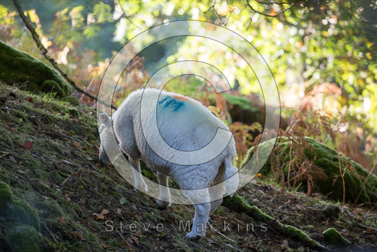 Starling Dodd Lake district Sheep