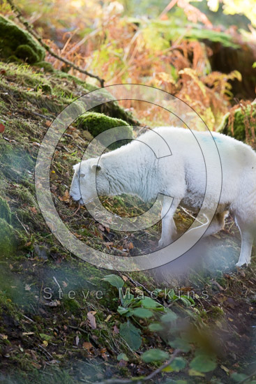 Blea Rigg Lakeland Sheep